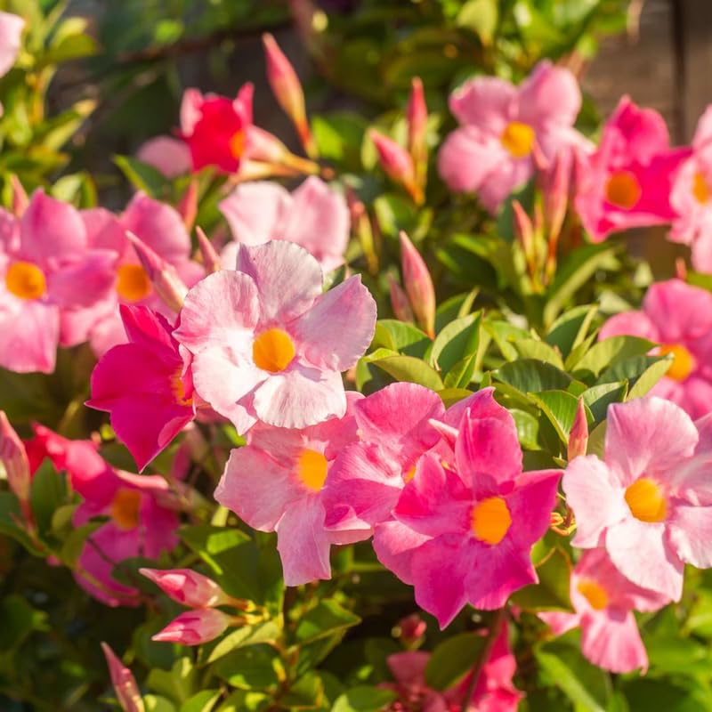 2 Pink Mandevilla Live Plants, Flowering Mandevilla Plants, 5-9” Tall, Mandevilla Trellis Vines for Outdoor Garden and Containers