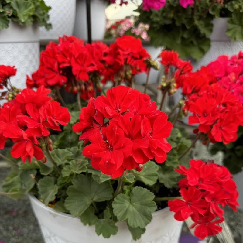 Red Geranium Live Plant 4'' Pot, Flowering Geranium Well Rooted 3-6'' Tall, Outdoor Patio, Balcony or Container Garden Plants, 2 Plants per Pot