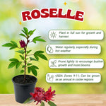 Roselle Hibiscus Plant, Red Sorrel Jamaica Live Plant, Half Gallon Pot, 8-12 Inches Tall, Hibiscus Sabdariffa Plants for Indoor Outdoor Growing