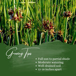 6 Walking Onions Plants for Planting, Egyptian Walking Onion Allium, 4-6 Inches Well Rooted, Ready to Plant Outdoor