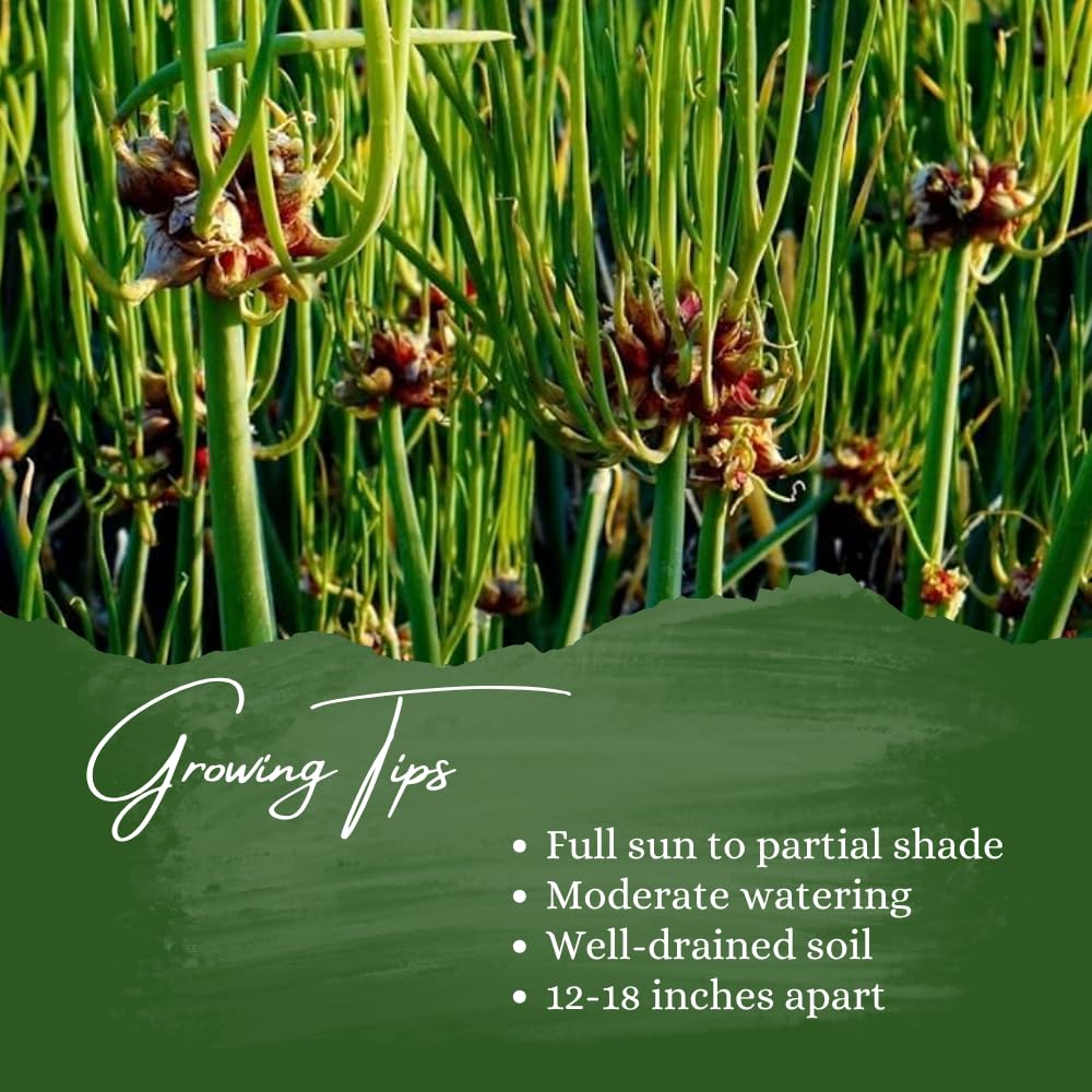 6 Walking Onions Plants for Planting, Egyptian Walking Onion Allium, 4-6 Inches Well Rooted, Ready to Plant Outdoor