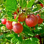 Gooseberry Bush Live Plant, 5-10 Inch Tall, Gooseberry Plant Live for Growing, Gooseberry Tree Live Plant (Sweet Gooseberry)