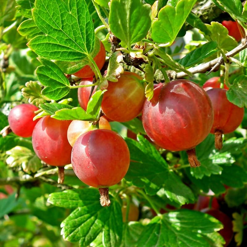5-9" Tall Gooseberry Bush Live Plant, Gooseberry Plant Live for Growing, Gooseberry Tree Live Plant, Well Rooted