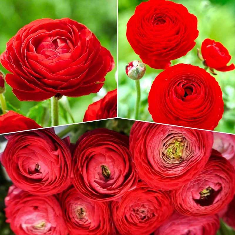 Pack of 30 Ranunculus Bulbs for Spring Planting, Ranunculus Bulbs for Planting, Spring Blooms Vibrant Perennial Bulbs for Garden Borders (Red Ranunculus)