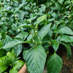 Pack 2 Rare Pepper Plants Live No Pot, 5-9" Chili Pepper Live Plants for Growing, 80 Days Old Plants