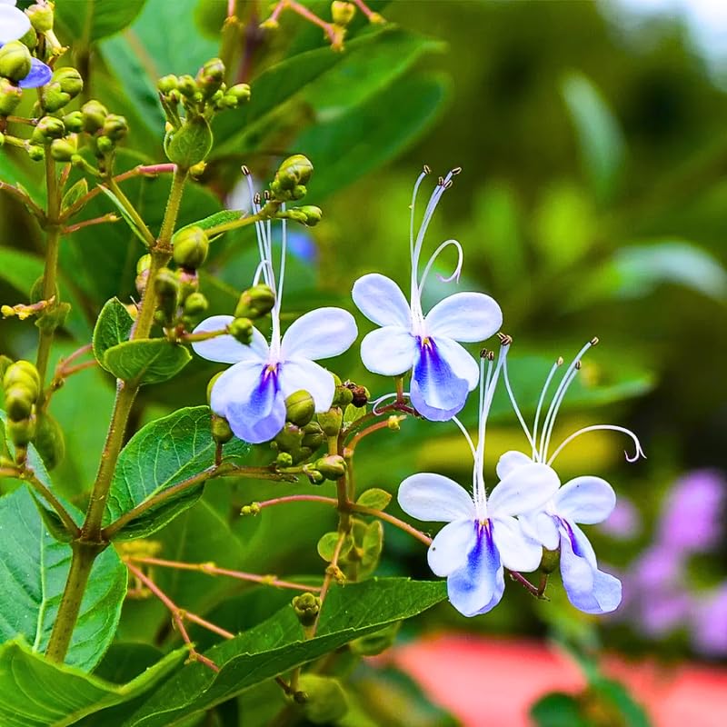 Set 2 Clerodendrum Blue Butterfly Live Plants Starter 5-8 Inches