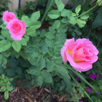 Rose Plant Live, Rose Bush Live Plant, Fragrant Flowers Ready to Plant, 5-9 Inch Height, Well-Rooted, No Pot (Rare Pink Rose)