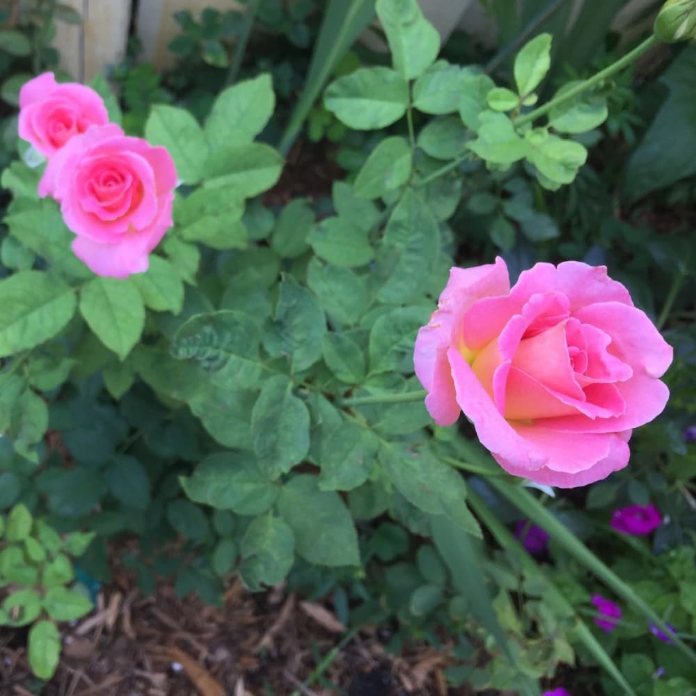 Rose Plant Live, Rose Bush Live Plant, Fragrant Flowers Ready to Plant, 5-9 Inch Height, Well-Rooted, No Pot (Rare Pink Rose)