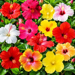 4 Hardy Hibiscus Live Plants, Flowering Shrub, Multicolor Blooms, 4-7" Tall