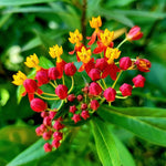 2 Milkweed Plants Live, Tropical Butterfly Milkweed 4-8 Inches, Perennial Milkweeds Flowers Well Rooted Container or Outdoor Growing