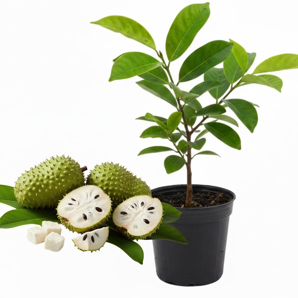 Soursop Plant Live, Guanabana Tree Live Plants, 5 to 8 Inc Tall, Soursop Tree Live Plant, Gardening Outdoor