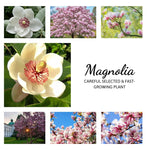 Star Magnolia Tree Live Plant in 1 Gallon Pot, 1-2 Feet Tall, 2 Years Old Well-Rooted Tree, Cold Hardy, Magnolia Shrub for Spring Planting, Fast-Growing