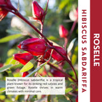 Roselle Hibiscus Plant Live, Hibiscus Sabdariffa Plant, Red Sorrel Jamaica Live Plant, Well Rooted, 6 to 8 Inches Tall, Red Roselle Shrubs for Outdoor Planting