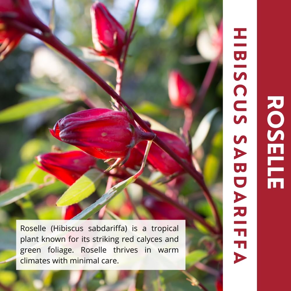 Roselle Hibiscus Plant Live, Hibiscus Sabdariffa Plant, Red Sorrel Jamaica Live Plant, Well Rooted, 6 to 8 Inches Tall, Red Roselle Shrubs for Outdoor Planting