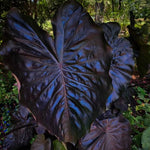 Colocasia Live Plant, 4-8'' Tall, Elephant Ear Plant, Esculenta Taro Alocasia Housplant, Indoor Outdoor Planting (Black)