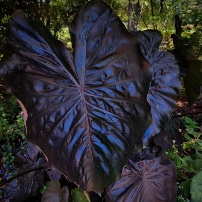 Colocasia Live Plant, 4-8'' Tall, Elephant Ear Plant, Esculenta Taro Alocasia Housplant, Indoor Outdoor Planting (Black)