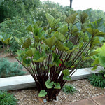 Colocasia Live Plant, 4-8'' Tall, Elephant Ear Plant, Esculenta Taro Alocasia Housplant, Indoor Outdoor Planting (Black Stem)
