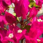 2 Bougainvillea Plants Live, Bougainvillea Live Plant, 4 to 6 Inc Tall, Flower Vine Plant Garden (Pink)
