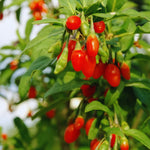 12 Red Goji Berry Cuttings Plants Live, 5 to 7'' Tall, Goji Berry Fruit Plant for Garden Outdoor Indoor
