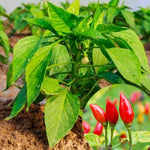 Pack 2 Rare Pepper Plants Live No Pot, 5-9" Chili Pepper Live Plants for Growing, 80 Days Old Plants