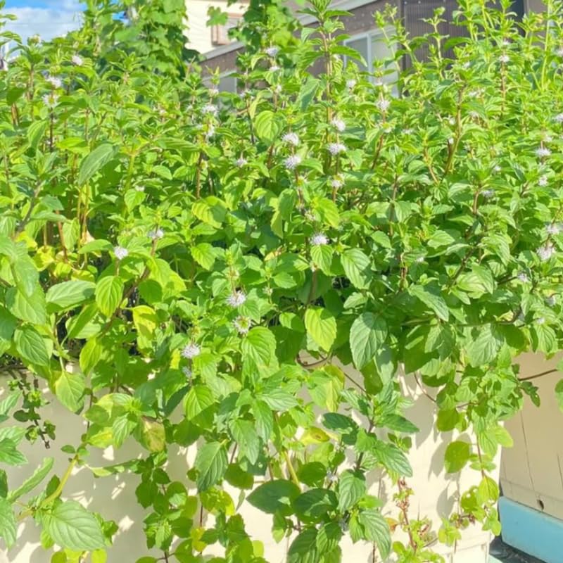 Big Clumps Strawberry Mint Plants Live in Pot, Well-Rooted Herb for Home Gardens, Heirloom Mint Indoor Outdoor, Fresh Mints