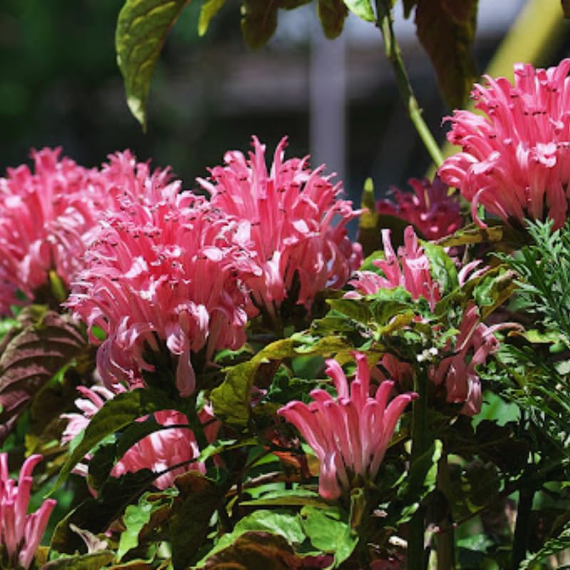 Live Shrimp Plant for Growing, 4 to 6 Inc Tall, Pink Shrimp Live Plant, Shrimp Plants Live Indoor Outdoor