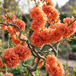 Flowering Quince Plant in 4'' Pot, 3–6 Inch Tall Chaenomeles Shrub, Spring Blooming Outdoor Plant, Easy Grow (Orange Quince)