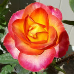 Rose Plant Live, Roses Bush for Outdoor Garden, 5-10 Inch Tall, Ornamental Flowering Shrub with Fragrant Blooms, Ready to Plant (Orange Moment Rose)