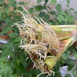 Pack 3 Lemon Grass Plants Live, Lemongrass Plants for Outside Planting, Fragant Herb Lemongrass Planting, 6-7 Inch Tall