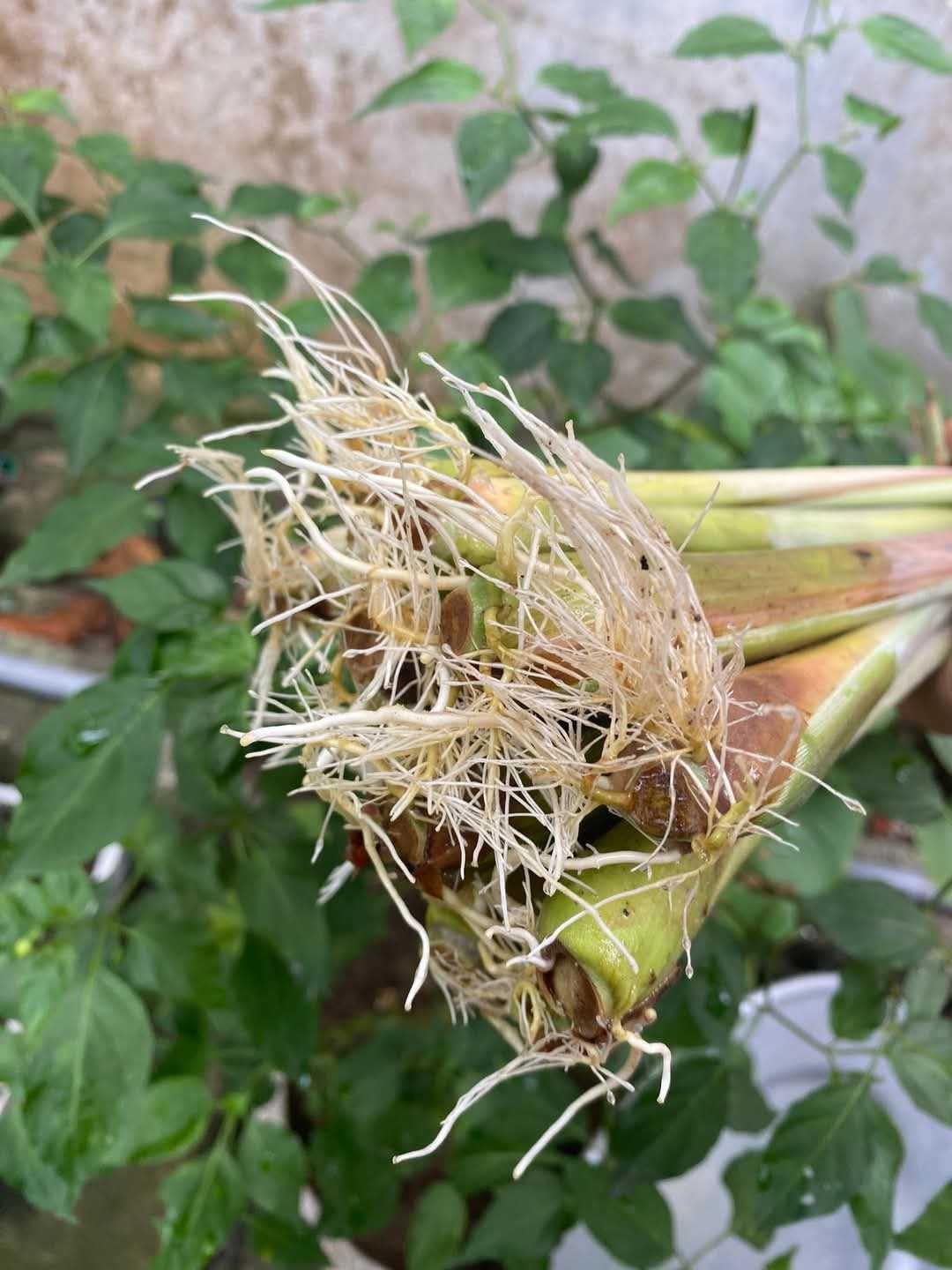Pack 3 Lemon Grass Plants Live, Lemongrass Plants for Outside Planting, Fragant Herb Lemongrass Planting, 6-7 Inch Tall