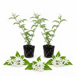 2 Grandiflora Jasmine Live Plants, Fragrant Flowering Shrubs, 4-6" Tall