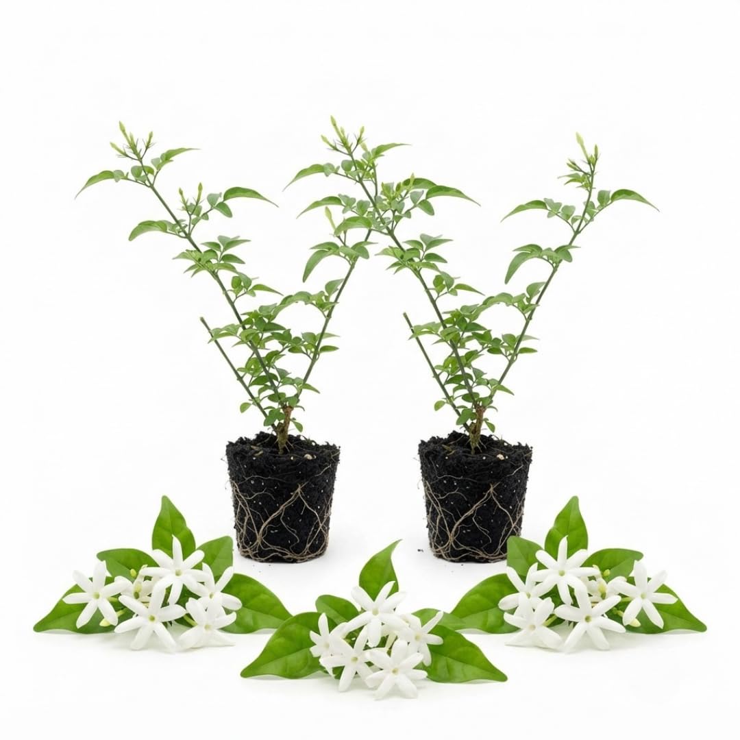 2 Grandiflora Jasmine Live Plants, Fragrant Flowering Shrubs, 4-6" Tall