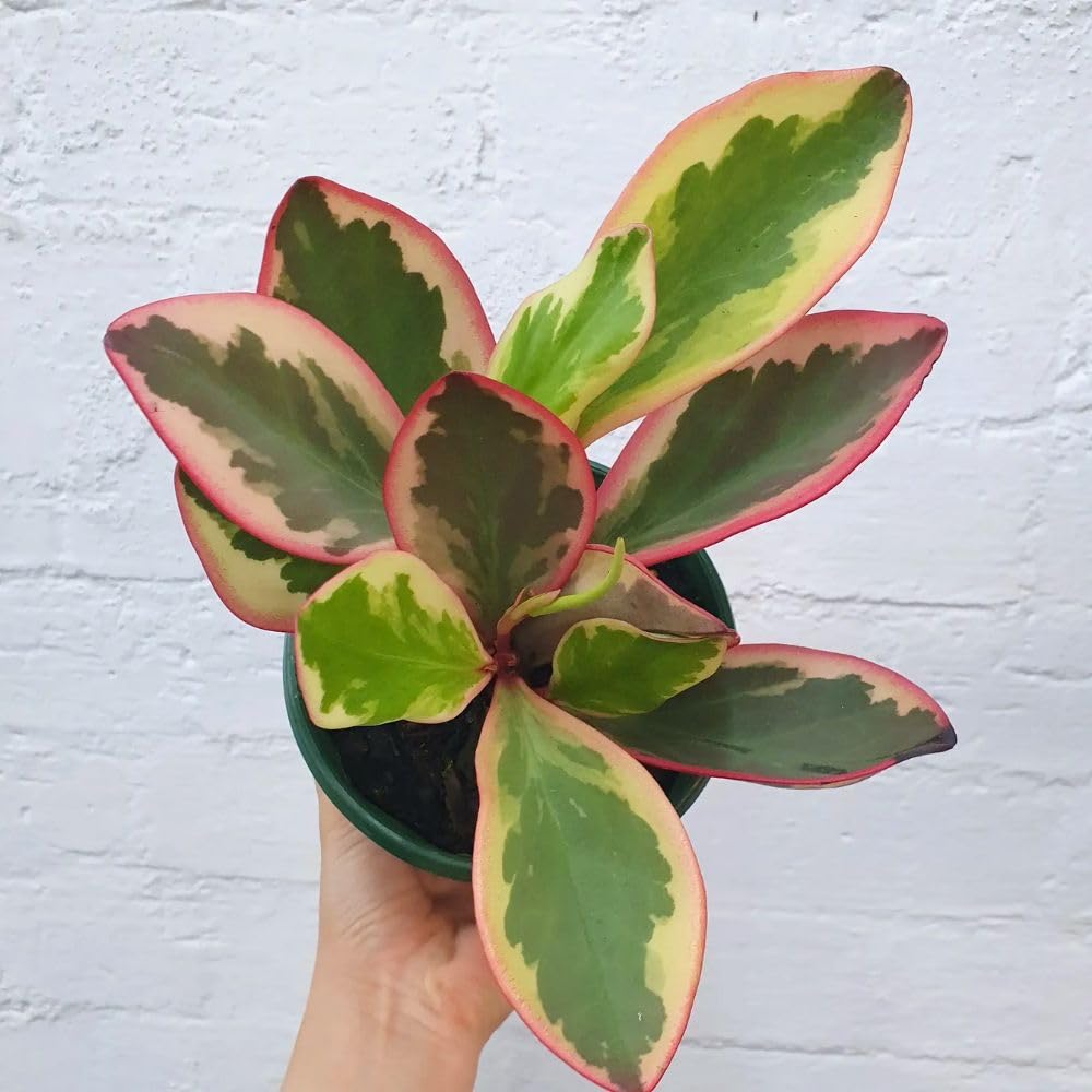 Live Peperomia Rainbow Plant, 4-7 Inches Tall, Red Edge Peperomia Rainbow Plant Live Indoor, Variegated Houseplant to Grow