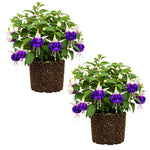 Set 2 White Purple Fuchsia Plants Live 4-7 Inches Tall, Colorful Hanging Flower Plants for Patio, Garden and Containers