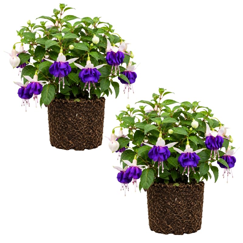 Set 2 White Purple Fuchsia Plants Live 4-7 Inches Tall, Colorful Hanging Flower Plants for Patio, Garden and Containers