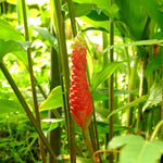 10 Awapuhi Shampoo Ginger Roots, Zingiber Zerumbet Red Pinecone Ginger Rhizomes