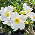 White Desert Rose Live Plant, Adenium Succulent, 4-6" Tall