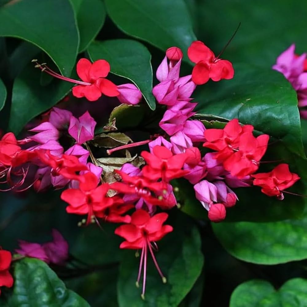 3 Clerodendrum Bleeding Heart Vine Plants, Heart Shaped Blooms, 4-9 Inch Tall, Indoor Outdoor Planting (Purple Red)