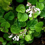 Pack 02 Green Plectranthus Swedish Ivy Plants Live, Live Swedish Ivy Plants, House Plant Live, 3 to 5 Inc Long, Swedish Ivy Live Plant for Garden