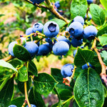 2 Blueberry Plants, Blueberry Tree Live Plant, Blueberry Shrub 1 Year Old, Sweet Blueberry Bush Live Plant, Blueberries Bareroots (Top Hat Blueberry)