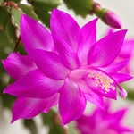 2PPP Purple Christmas Cactus Live Plant, Holiday Flowering, 3 Inches Pot