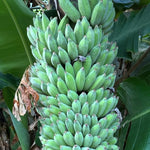 Ice Cream Blue Banana Tree Live Plant, Edible Fruit, 4-6" Tall