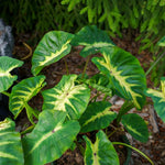 Colocasia Esculenta, Colocasia Live Plant, Elephant Ears Live Plant, Esculenta Taro Live Houseplant, 5-8 Inc Tall, No Pot (Rare Colocasia)