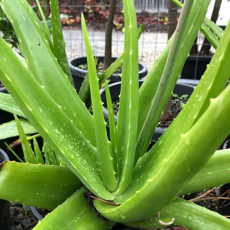 Aloe Vera Plant Live, 4 Inc Potted, Live Aloe Vera Plant Indoor, Succullent Plant Live
