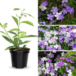 2 Brunfelsia Plants Live, Yesterday Today and Tomorrow Live Plants, 5 to 7 Inches Long, Outdoor Indoor Shrub Flowering Plant