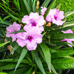 Pack 3 Pink Mexican Petunia Live Plants, 4-9" Tall Hardy Ruellia Simplex Petunia Perennials for Garden, Landscape, Patio