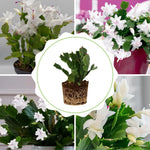 Christmas Cactus Plant, Thanksgiving Cactus in 4” Pot, Colorful Holiday Blooms, Indoor Gardens Growing (White Christmas Cactus)