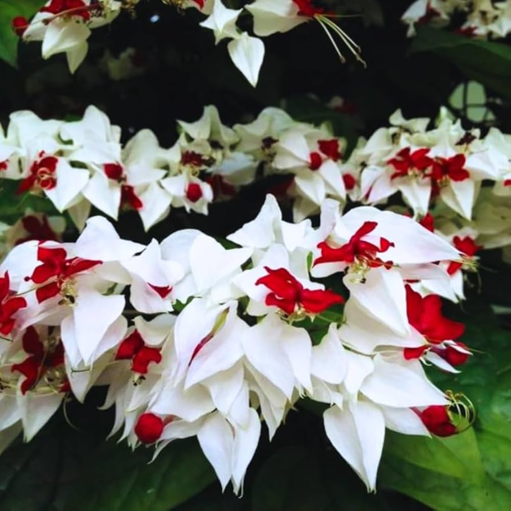 3 Clerodendrum Bleeding Heart Vine Plants, Heart Shaped Blooms, 4-9 Inch Tall, Indoor Outdoor Planting (White Red)