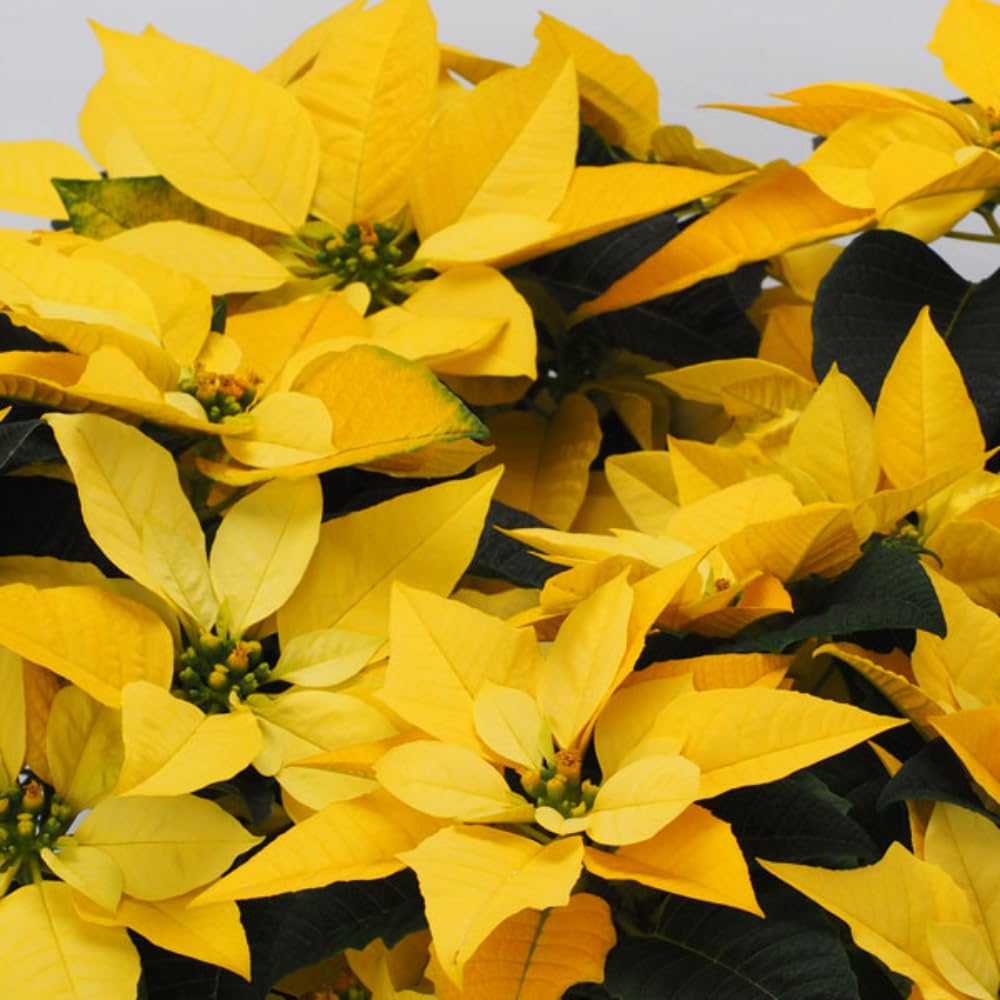 2 Poinsettia Plants Live, Yellow Poinsettia Flowers Christmas Decorations, Holiday Houseplant, Poinsettias Trees Plants, No Pot, 5-9" Tall