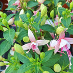4 Pink Fuchsia Plants Live, Fuchsia Flower Plant, 4 to 7 Inches Tall, 4 Inc Pot, Growing Indoor Outdoor